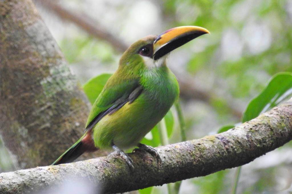 Hermosas Especies De Tucanes Que Habitan En El Territorio Nacional