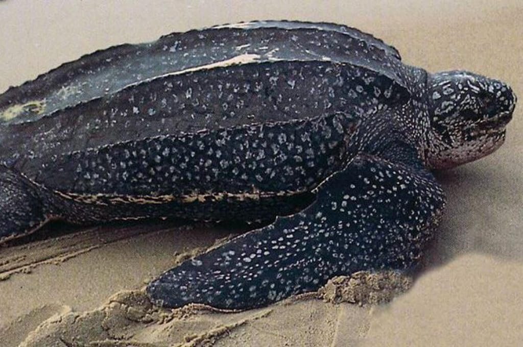 Pobladores de Colón liberan 30 tortugas